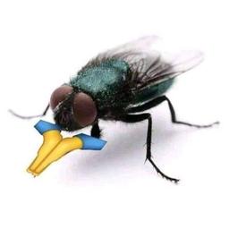 brutalsegs