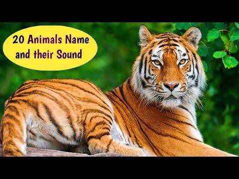 20 Animals Name and Sound |  English to Hindi | Animals for kids | Learn with Abaan thumbnail