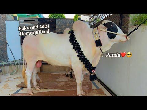 qurbani bakra eid