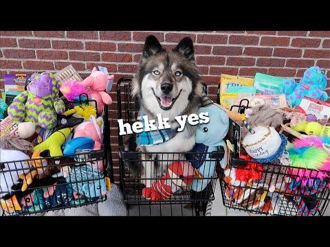 Buying Everything My Dog Touches For Her Birthday! thumbnail