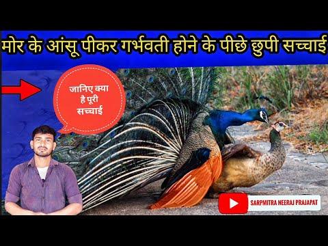 क्या सच में मोरनी मोर के आंसू पीकर गर्भवती होती हैं..🖕? #peacock #factvideo #rochaktathya #rahasya thumbnail