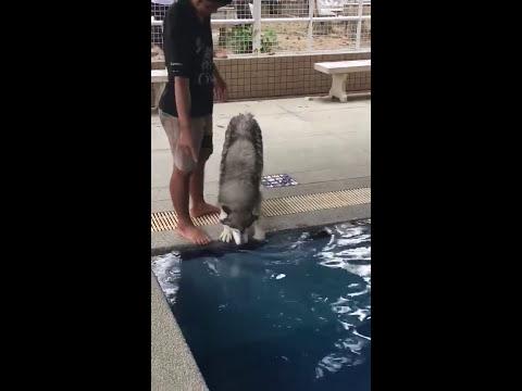 Husky Doesn't Want to Swim - 977232 thumbnail
