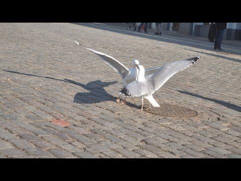 seagulls fight thumbnail