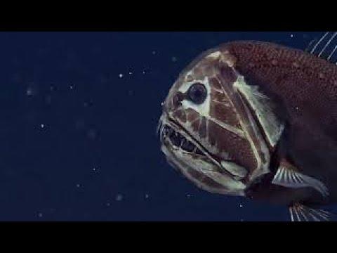 Mariana Trench - David Attenborough's Documentary on the Deepest Sea Floor thumbnail