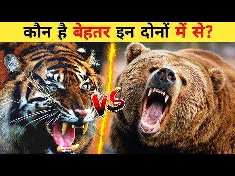 Siberian Tiger Vs Grizzly Bear || Which Is The Strongest? || Battle Verse thumbnail