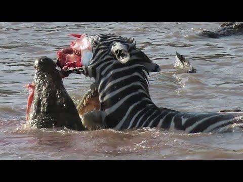 Zebra's face ripped off by crocodiles crossing Mara river on Safari in Kenya thumbnail