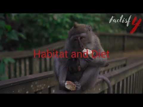 Interesting Facts You Should Know About Woolly Monkey thumbnail