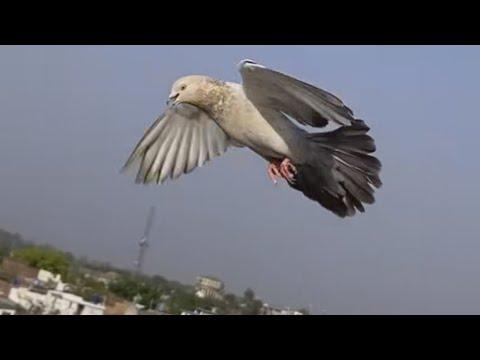 Baazi wale kabootar | Jeth 2023 | kabootar ki landing | Pigeon landing | jaith 2023 thumbnail