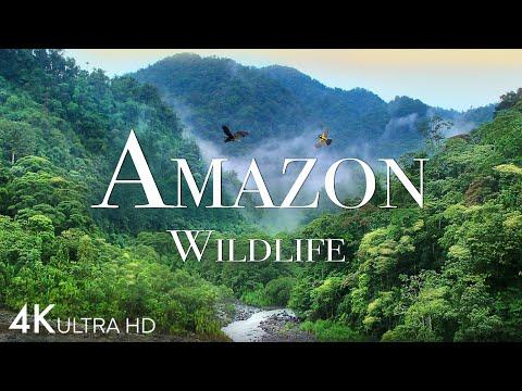 Amazing Scene of Wild Animals In 4K - Scenic Relaxation Film 
