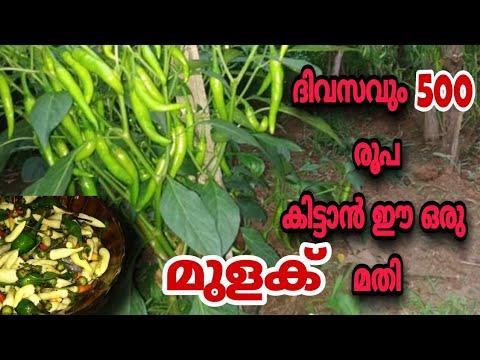 ദിവസം 500 രൂപ കിട്ടാൻ ഈ ഒരു മുളക് മതി   @JTCMedia  #mulakukrishi#chillicultivation thumbnail