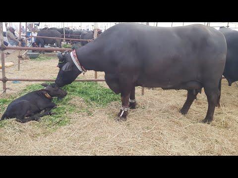 Pure banni top class banni buffalo kach gujrat dosu jatt buffaloes thumbnail