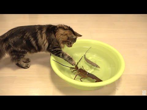 Japanese spiny lobster vs Cat  猫vs伊勢海老 thumbnail