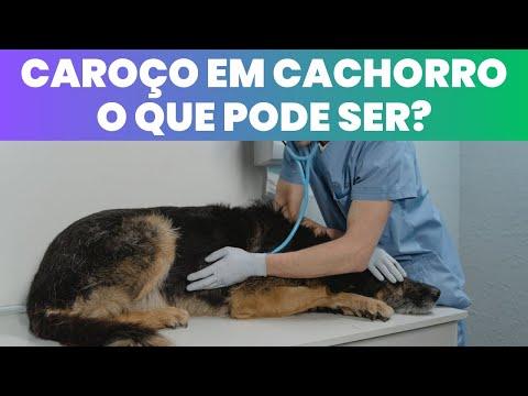 Caroço em Cachorro o Que Pode Ser? thumbnail
