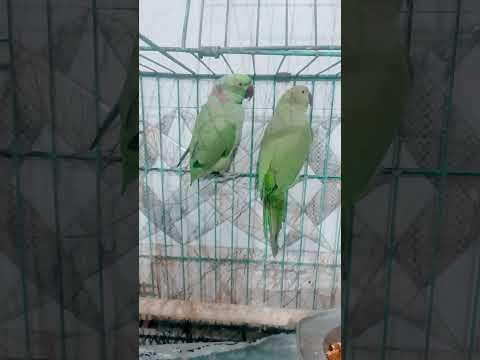 tota tota talking everythings parrot mithu mithu #tkfshorts #shorts #youtubeshorts #shorts thumbnail