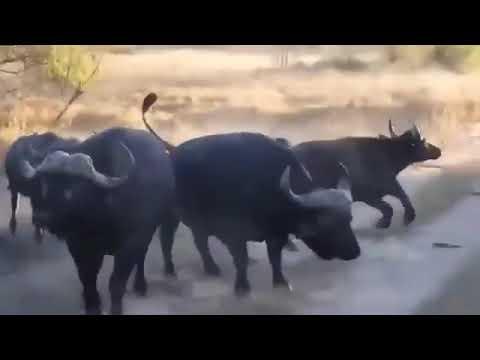 Moments Lurking Danger- The gorilla & Wild Animals- #lion  #animals #tiger_attack #eagle thumbnail