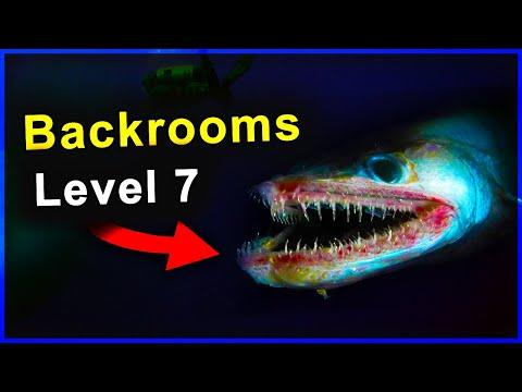 Backrooms Level 38? Explanation 