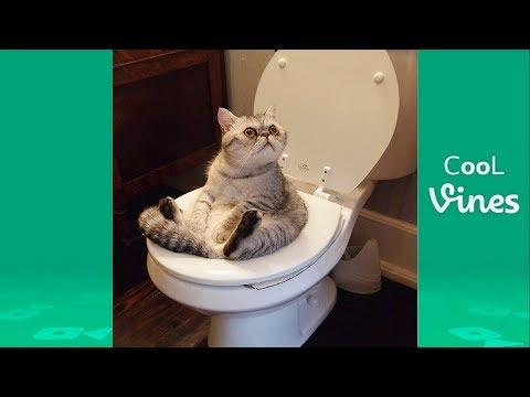 Try Not To Laugh Challenge - Funny Cat & Dog Vines compilation 2017 thumbnail