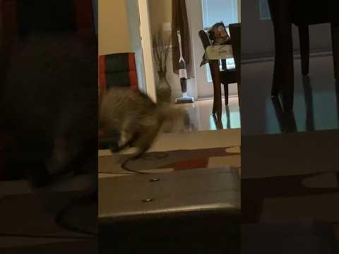 Sam Giga Chad 2.0 💪🗿 #cats #shorts #shortsfeed #funny #gigachad #chad #edit #short #cat #phonk thumbnail