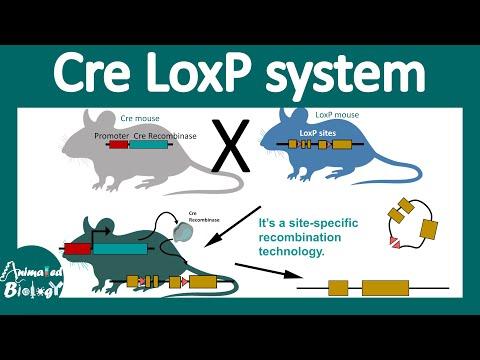 Cre lox system | Conditional gene knockout using the Cre Lox system | site specific recombination thumbnail