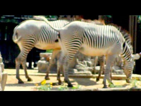 Random Zebra Pooping thumbnail