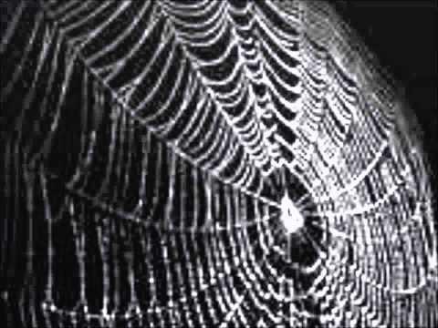spider in my web thumbnail