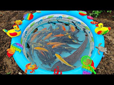 Mancing ikan cupang dikolam, ikan lele, ikan hias, ikan koi, ikan mas, kura kura asli, bebek.part302 thumbnail