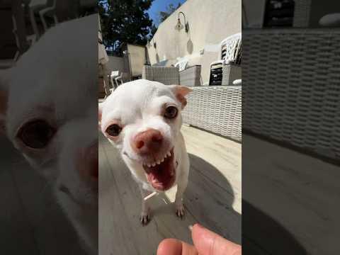 Niki missed to the Kuchi Kuchi Koo😂 #angrychihuahua #chiuahua #mreviatar #kuchikuchi #nikiozeri thumbnail