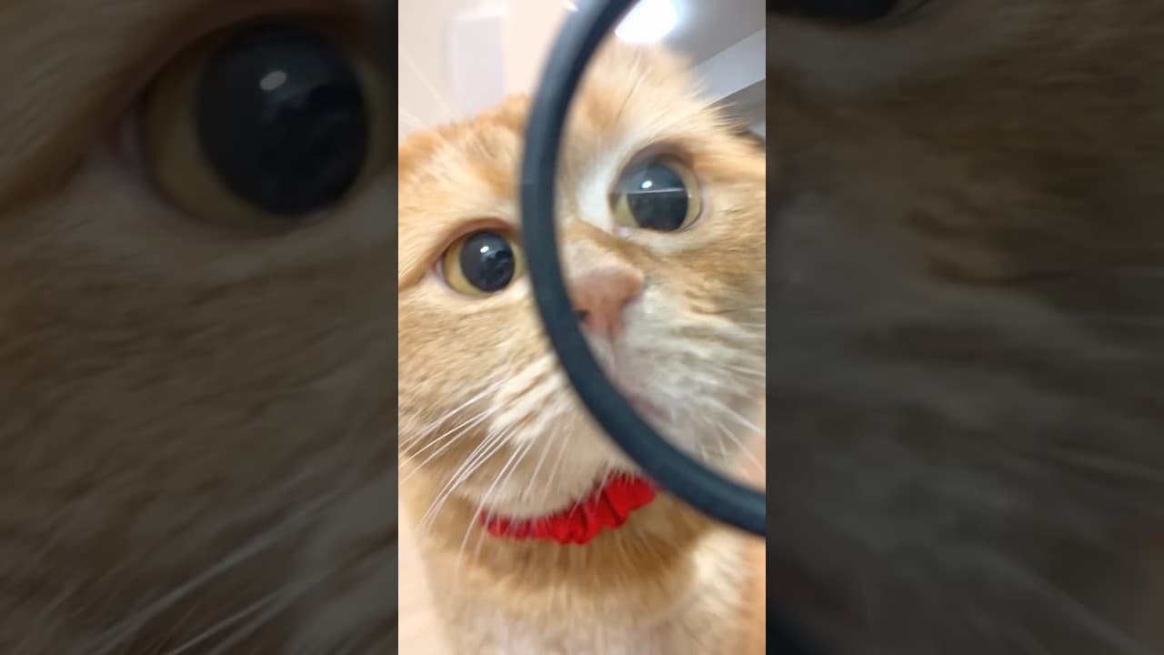 ๅผใฎใใใกใใไฟฎ็ใใฆใใใใใฆโฆ #shorts #cat #cute #drama