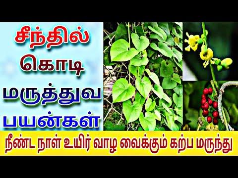 சீந்தில் கொடியின் மருத்துவ பயன்கள் | Tinospora Cordifolia uses | seenthil kodi benefits in tamil | thumbnail