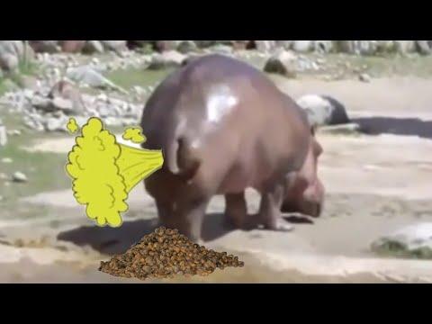 Extreme funny Try not to laugh (animals farting compilation) thumbnail