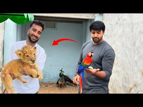 Turab Lion Cub Done 😍|| Shehr Main Dihat || Turab And Sibtain thumbnail