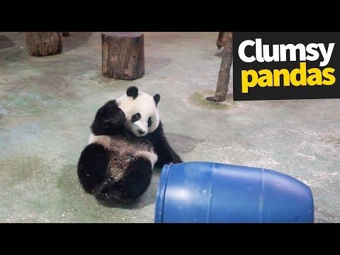 Cute and Clumsy Panda Compilation 2019 | Pandas are Awesome thumbnail