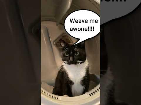 CAT HANGING OUT IN WASHING MACHINE!! SO CUTE!! 😻 #shorts thumbnail