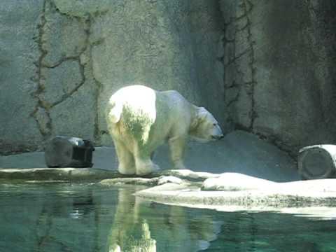 Polar Bear Peeing thumbnail