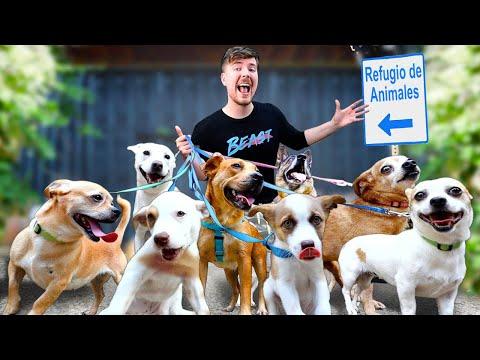 Adopté a Todos los Perros de Este Refugio thumbnail