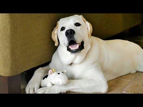 Try Not To Laugh Funny Cats and Dogs Videos 2024🤣 Best Funny Animals Videos of Month😻 thumbnail