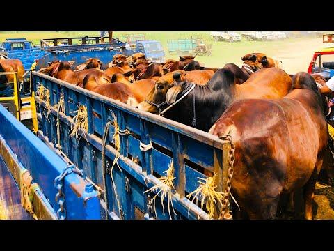 cow unloading, cow videos, cow video, animal, big cow, goru hamba cow, Ep-152 thumbnail