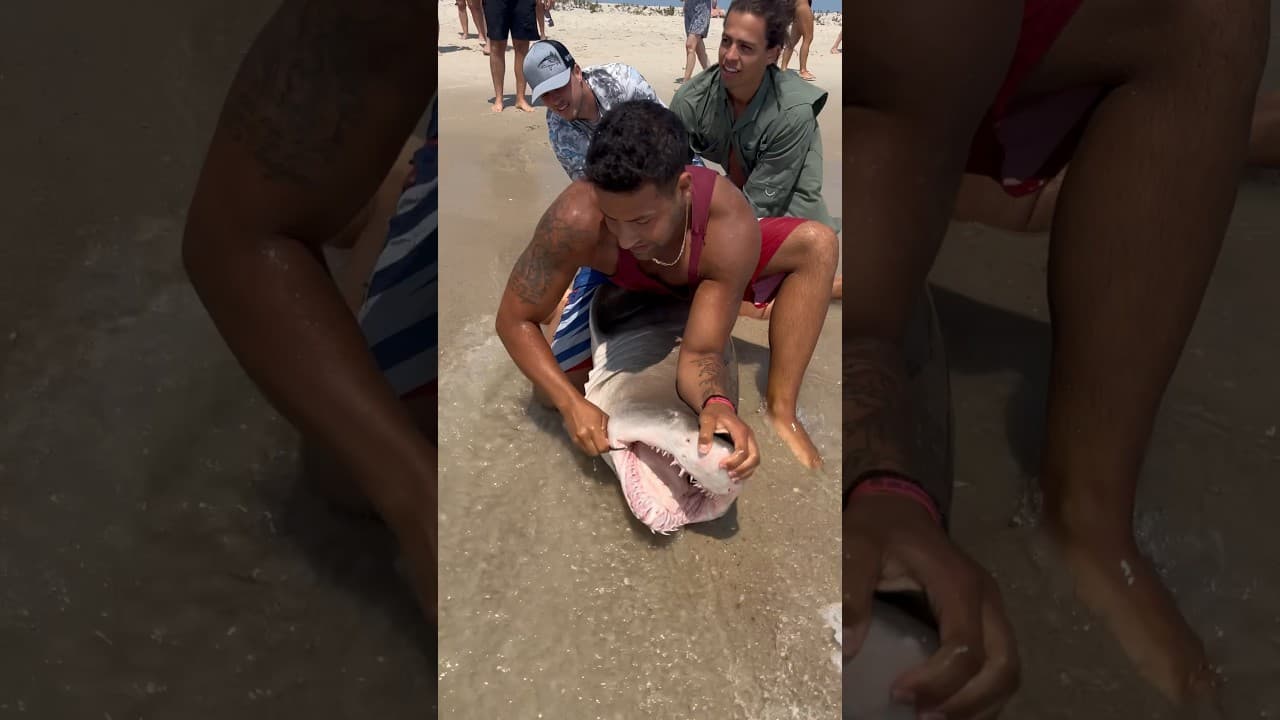 โ
Hook Removal and Releaseโ
#shorts #fish #fishing #florida #longisland #ny #shark #beach