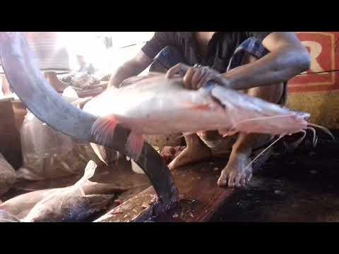Big Aire Fish Cutting in Bangladesh Fish Market, Fish Cutting, Br Fishing Life thumbnail