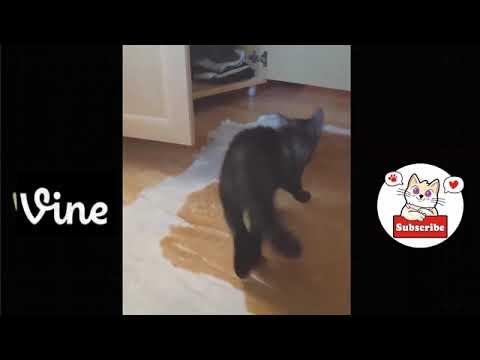 Best Funny Animals Videos Of The 2023 🤣 - Funniest Cats And Dogs Videos 😺😍#animals #cute #cats #dog thumbnail