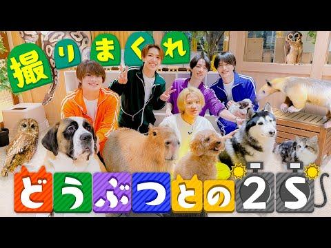 ACEes【どっちが可愛い？？？】動物たちと僕たち…笑笑 thumbnail