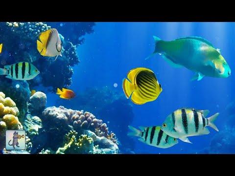 2 Hours of Beautiful Coral Reef Fish, Relaxing Ocean Fish, & Stunning Aquarium Relax Music thumbnail