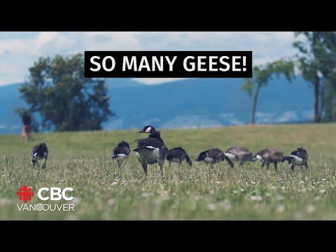 Why are there so many geese in Vancouver? thumbnail