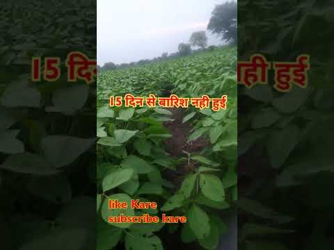 black bold soybean #shortvideo #treding #soyabean#vlog thumbnail