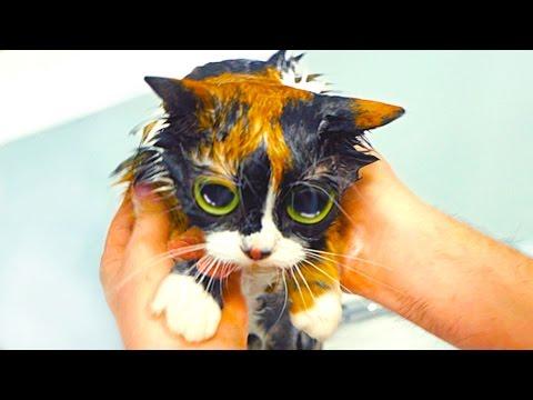 7 ЛАЙФХАКОВ КОТОРЫЕ УПРОСТЯТ ЖИЗНЬ КОТА! thumbnail