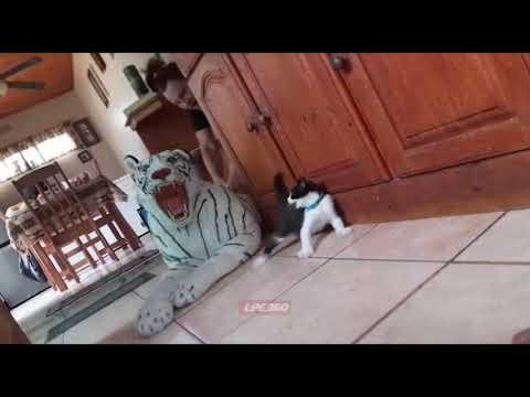 Kitten gets scared by fake white tiger thumbnail