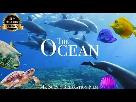 The colour of the Ocean 3D HD ULTRA - The Best 8K sea Animals for Relaxation & music | Fishing video thumbnail