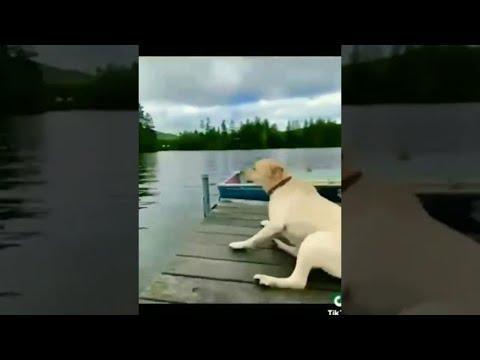 Funny animal videos clean no swearing 2023 shorts | dank memes 2023 thumbnail