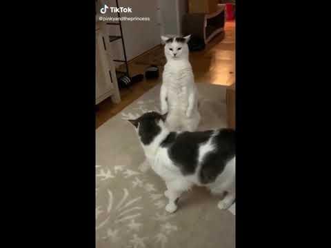 I said do you wanna fight me do u wanna catch these hands???? (meme) thumbnail