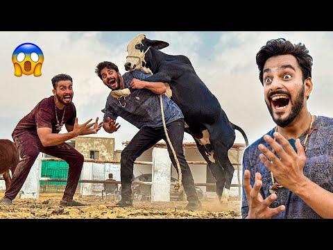CHOTU JANWAR NE ATTACK KARDIA😱| MANDI VLOG | MISHKAT KHAN thumbnail